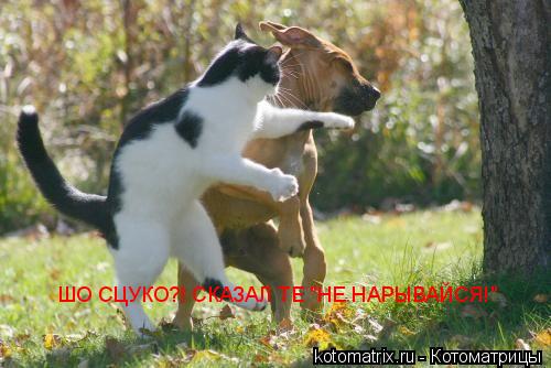 Котоматрица: ШО СЦУКО?! СКАЗАЛ ТЕ "НЕ НАРЫВАЙСЯ!"