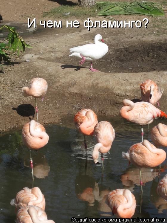 Котоматрица: И чем не фламинго?