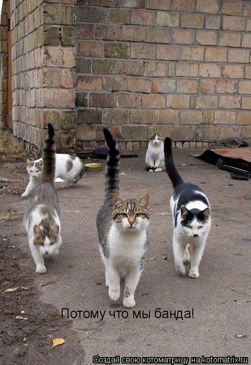 Котоматрица: Потому что мы банда!