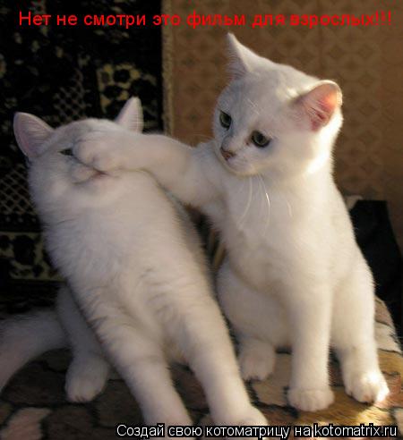 Котоматрица: Нет не смотри это фильм для взрослых!!!