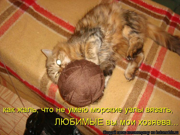 Котоматрица: как жаль, что не умею морские узлы вязать, ЛЮБИМЫЕ вы мои хозяева...