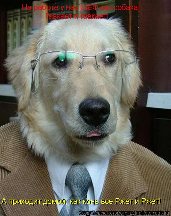 Котоматрица: На работе у нас ШЕФ как собака! Гавкает и гавкает! А приходит домой, как конь все Ржет и Ржет!