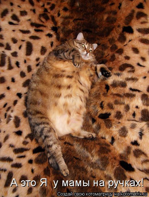 Котоматрица: А это Я  у мамы на ручках!