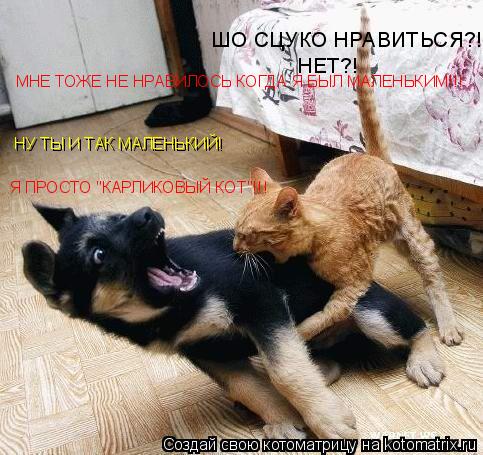 Котоматрица: ШО СЦУКО НРАВИТЬСЯ?! НЕТ?! МНЕ ТОЖЕ НЕ НРАВИЛОСЬ КОГДА Я БЫЛ МАЛЕНЬКИМ!!! НУ ТЫ И ТАК МАЛЕНЬКИЙ! Я ПРОСТО "КАРЛИКОВЫЙ КОТ"!!!