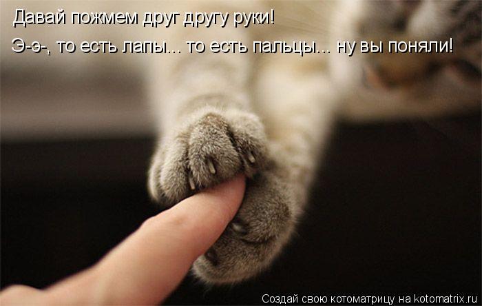 Котоматрица: Давай пожмем друг другу руки!  Э-э-, то есть лапы... то есть пальцы... ну вы поняли!