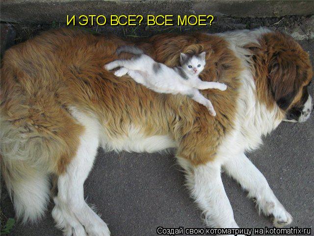 Котоматрица: И ЭТО ВСЕ? ВСЕ МОЕ?