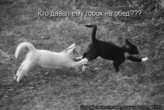 Котоматрица: Кто давал ему горох на обед???
