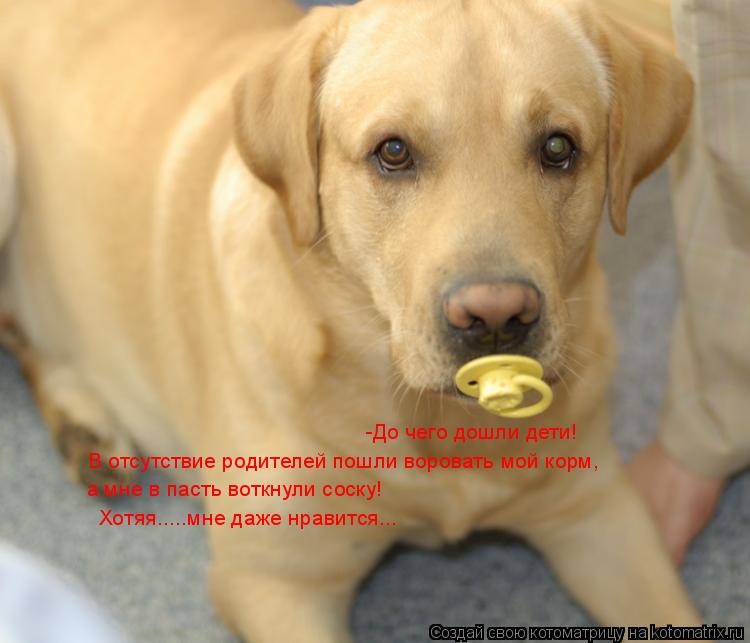 Котоматрица: -До чего дошли дети!  В отсутствие родителей пошли воровать мой корм, а мне в пасть воткнули соску!   Хотяя.....мне даже нравится...