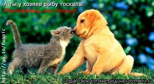Котоматрица: -А ты у хозяев рыбу тоскала! -Расскажешь, нос откушу!