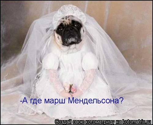 Котоматрица: -А где марш Мендельсона?