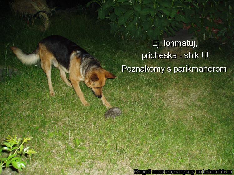 Котоматрица: Ej, lohmatuj,  pricheska - shik !!! Poznakomy s parikmaherom .