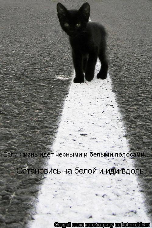 Котоматрица: Если жизнь идет черными и белыми полосами.... Остановись на белой и иди вдоль!