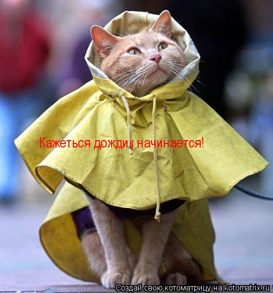 Котоматрица: Кажеться дождик начинается!
