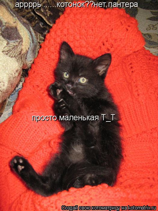 Котоматрица: аррррь ......котонок??нет пантера просто маленькая Т_Т ,