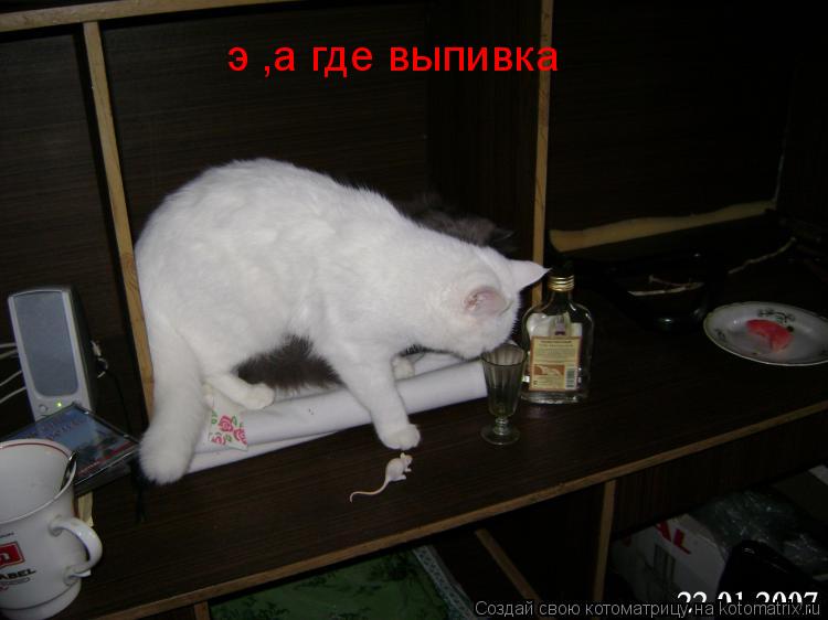 Котоматрица: э ,а где выпивка