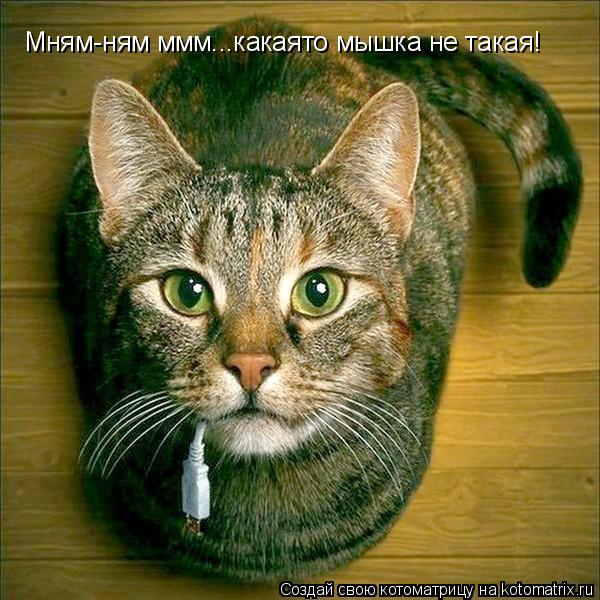 Котоматрица: Мням-ням ммм...какаято мышка не такая!