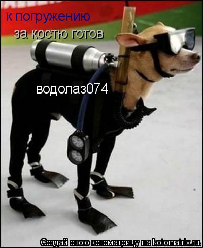 Котоматрица: водолаз074 к погружению за костю готов