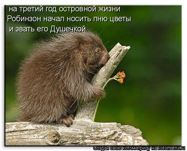 Котоматрица: на третий год островной жизни Робинзон начал носить пню цветы   и звать его Душечкой.