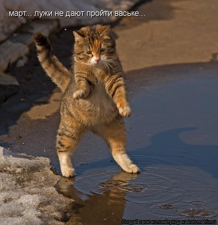 Котоматрица: март... лужи не дают пройти ваське...
