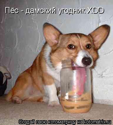Котоматрица: Пёс - дамский угодник XDD