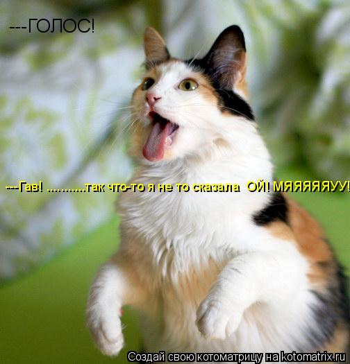 Котоматрица: ---ГОЛОС! ---Гав! ...........так что-то я не то сказала  ОЙ! МЯЯЯЯЯУУ!