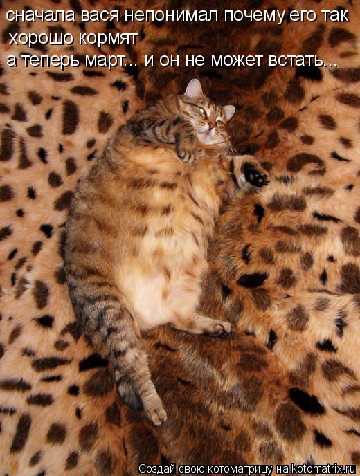 Котоматрица: сначала вася непонимал почему его так хорошо кормят а теперь март... и он не может встать...