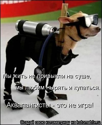Котоматрица: Мы жить не привыкли на суше, мы любим нырять и купаться. Аквалангисты - это не игра!