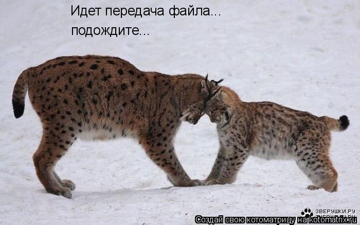 Котоматрица: Идет передача файла...  подождите...