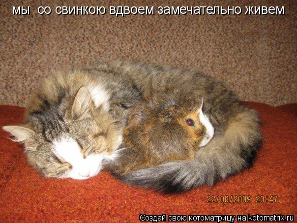 Котоматрица: мы  со свинкою вдвоем замечательно живем