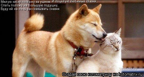 Котоматрица: Милую киску поглажу за ушком. И поцелую любимые глазки, Спать положу на большую подушку, Буду ей на ночь рассказывать сказки.