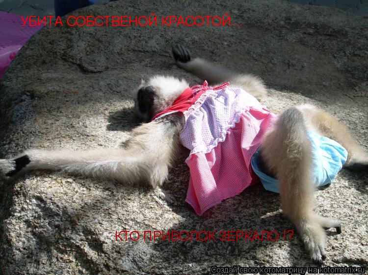 Котоматрица: УБИТА СОБСТВЕНОЙ КРАСОТОЙ ... КТО ПРИВОЛОК ЗЕРКАЛО !?