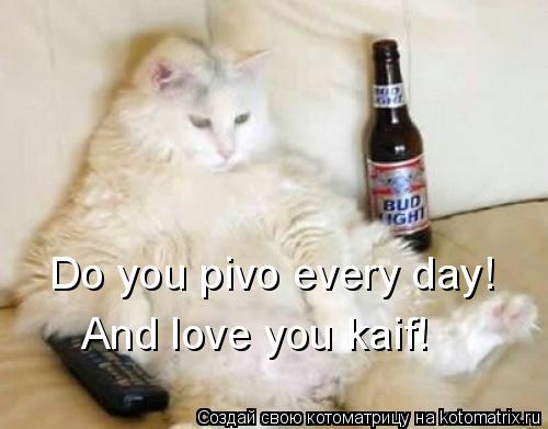Котоматрица: Do you pivo every day! And love you kaif!