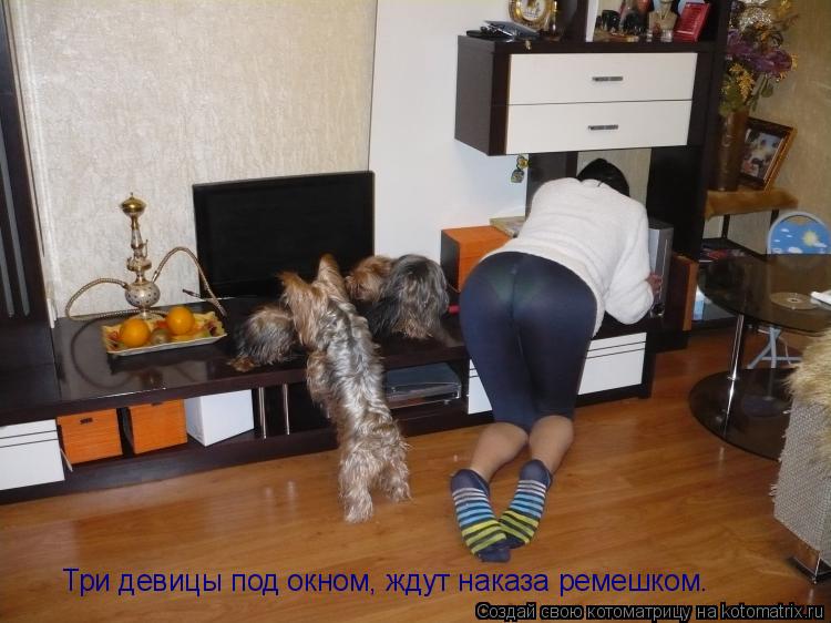 Котоматрица: Три девицы под окном, ждут наказа ремешком.