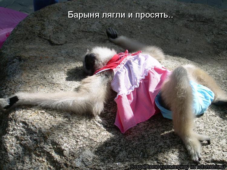 Котоматрица: Барыня лягли и просять..