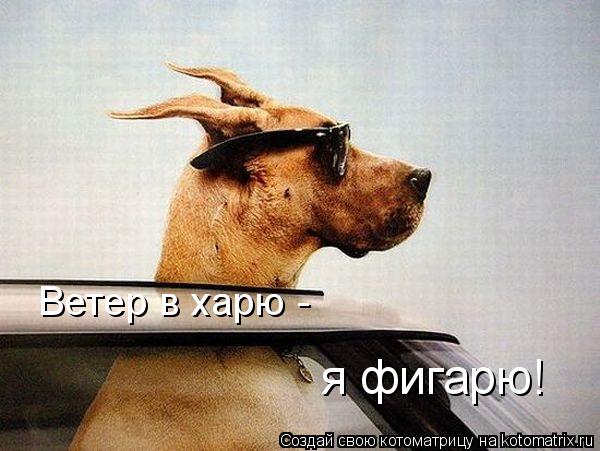 Котоматрица: Ветер в харю -  я фигарю!