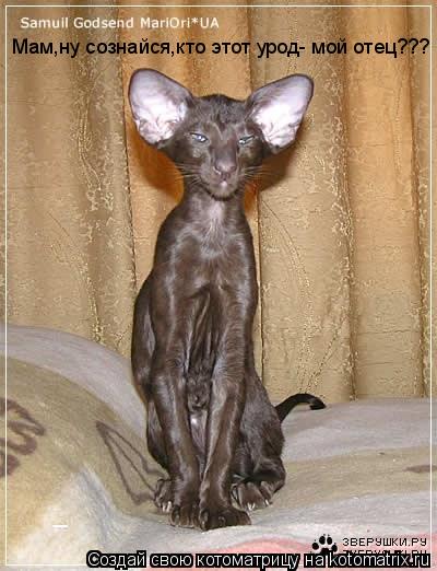 Котоматрица: Мам,ну сознайся,кто этот урод- мой отец???