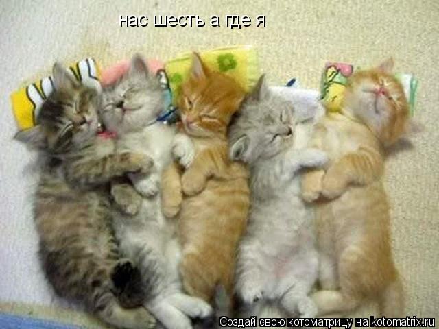 Котоматрица: нас шесть а где я