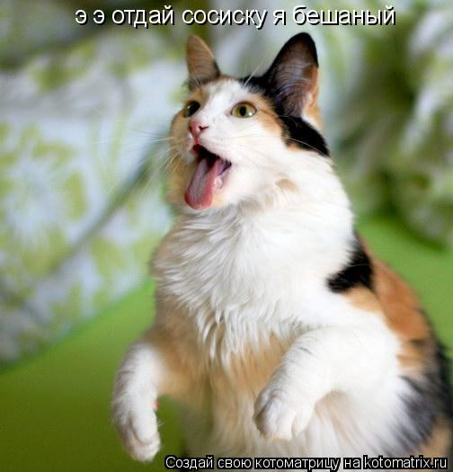 Котоматрица: э э отдай сосиску я бешаный