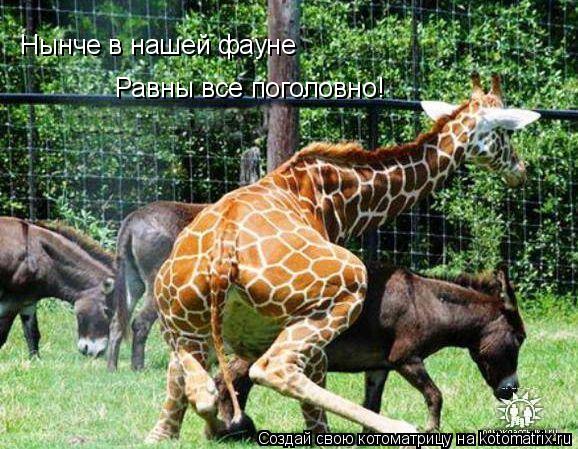 Котоматрица: Нынче в нашей фауне Равны все поголовно!