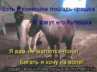 Котоматрица: И зовут его Антошка Есть в конюшне лошадь-крошка Я вам не малютка-пони! Бегать я хочу на воле!