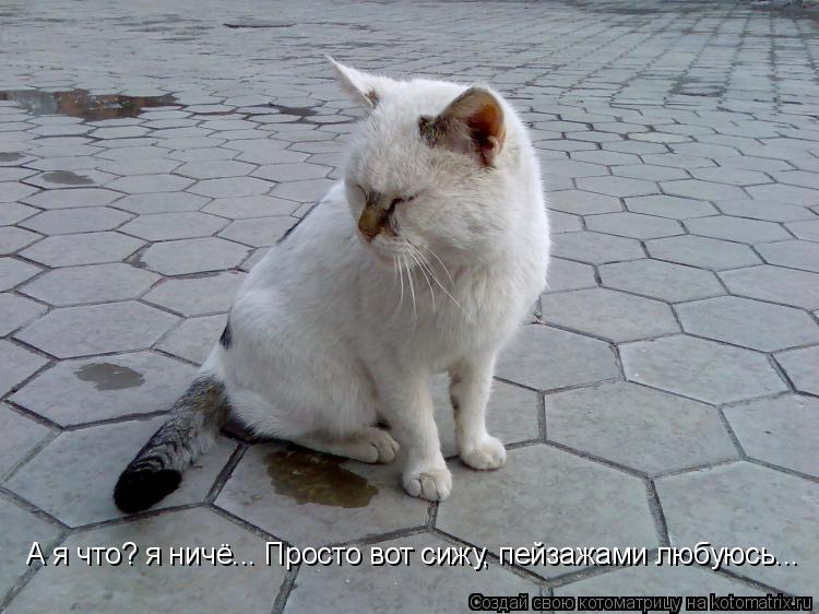 Котоматрица: А я что? я ничё... Просто вот сижу, пейзажами любуюсь...