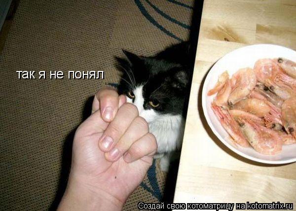 Котоматрица: так я не понял