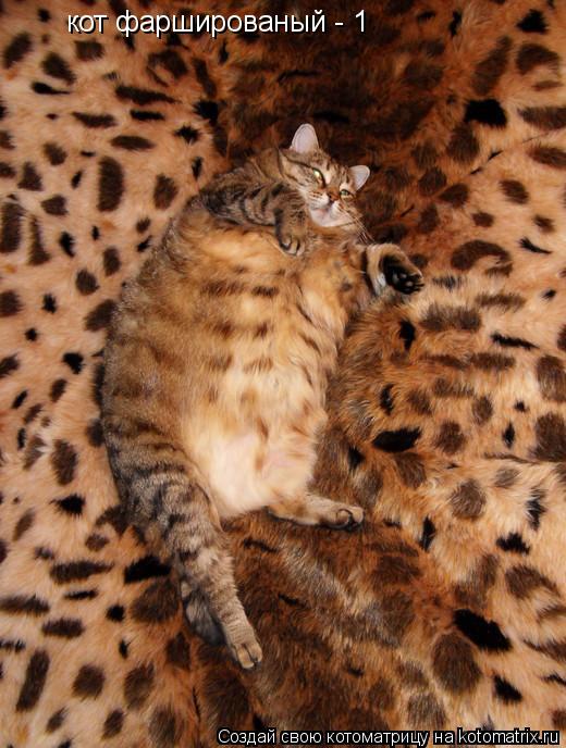 Котоматрица: кот фаршированый - 1