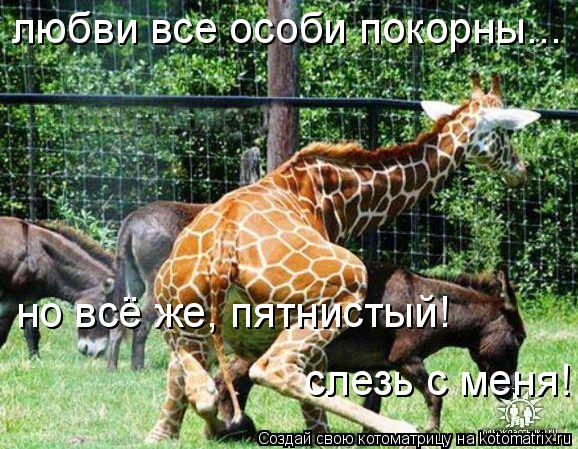 Котоматрица: любви все особи покорны... но всё же, пятнистый! слезь с меня!