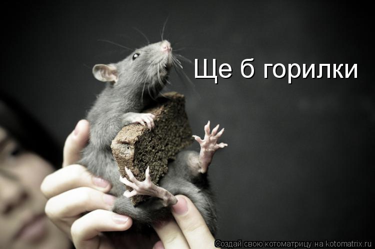 Котоматрица: Ще б горилки