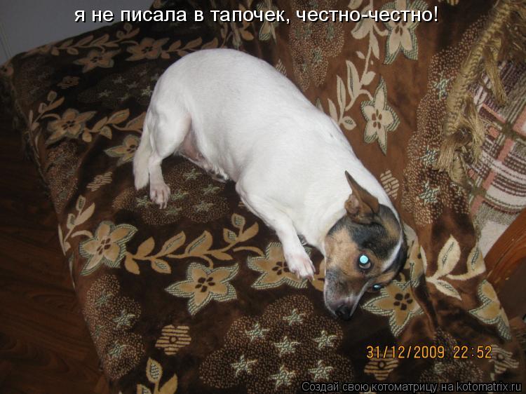 Котоматрица: я не писала в тапочек, честно-честно!