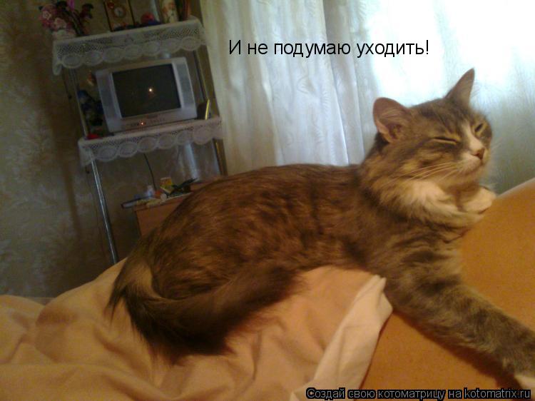 Котоматрица: И не подумаю уходить!