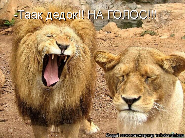 -Таак дедок!! НА ГОЛОС!!!... Котоматрица: -Таак дедок!! НА ГОЛОС!!!
