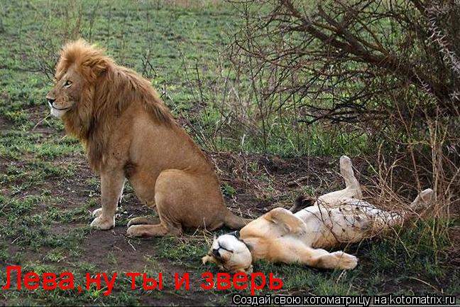 Котоматрица: Лева,ну ты и зверь