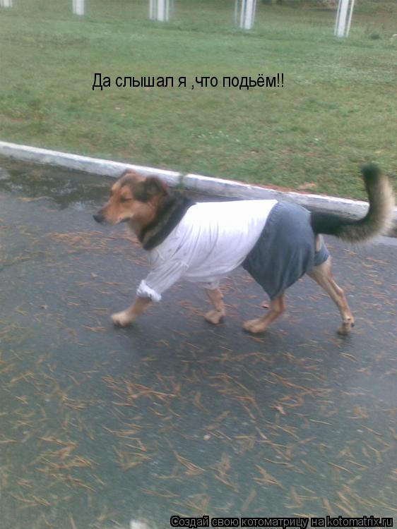 Котоматрица: Да слышал я ,что подьём!!